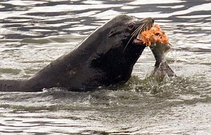 Federal officials approve sea lion kill program along the Columbia River