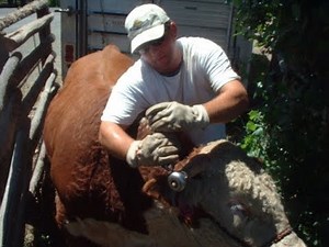 Hereford bull halter capture for horn weight work