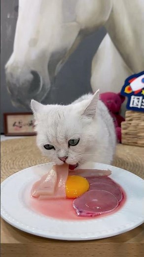 cat eat meatslices 🥩🥚🍳|cat eating sliced meat 🐓| ASMR cat mukbang #cat #cats