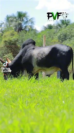 Vidéos de sidibouya sow (@sidibouyasow5) avec son original - sidibouya sow