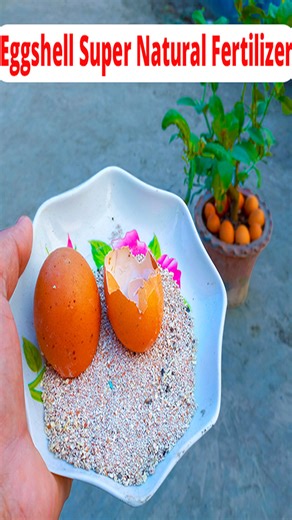25K views · 121 reactions | How To Make Eggshell Super Fertilizer for Plants in 3 Minutes | Rana Craft | Facebook