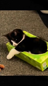 87K views · 2.7K reactions | Aici e casa mea #kitty #kittens #cute | RO media | Facebook