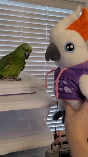 Tikal has eyes for Mini Max Order your Max Plush - final week | Max the Moluccan