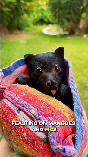 The Flying Fox: World’s Largest Bat with a Hero’s Secret 🦇