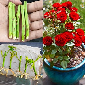 22K views · 182 reactions | The secret to helping rose plants propagate into plastic container in House that few people know | Dian Creative | Facebook