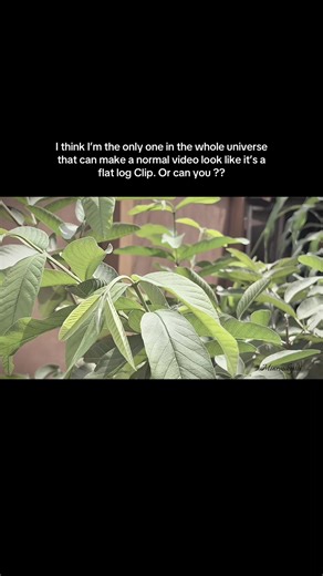 I’ve seen several videos about log flat clips and then after colour grading , I don’t have a camera and the phone I used to shoot doesn’t support log mode on the black magic camera app so I thought to myself that hmm if I can make my clips look better then I can edit it to make it look like a flat log video that was shot straight from a camera in log setting , I was able to get a good before and after and it looks just as good as shooting with a camera #colourgrading #cinematography #logvideos #