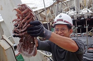 Researchers Discover New ‘Sea Cockroach’ Species In Indonesia And They're Terrifyingly Huge!