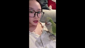 Monk parakeet mimics owner’s strange sounds in Jilin, China