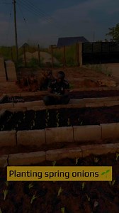 Want to grow your own spring onions in your backyard ? Good news: they're super easy and you can harvest them again and again.. Here’s the lowdown:Getting Started. * When to Plant: You can plant spring onions anytime in if you reliable source of water for your garden – they're not fussy about the weather. * Where to Plant: Pick a sunny spot. If you don't have a garden, a pot works great too. * Soil Prep: Spring onions love rich, well-drained soil. Mix in some compost or manure before planting… M