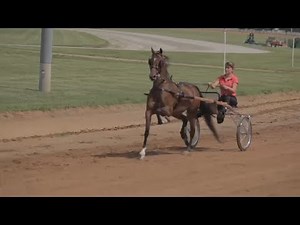 Hackney Pony Driving Lesson