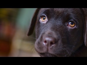 The Step-By-Step SYSTEM for Pembroke Welsh Corgi Potty Training