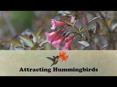 Attracting Hummingbirds | Let's Grow Stuff
