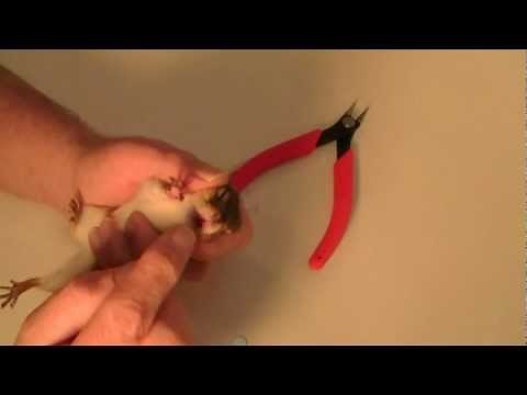 Trimming Chippy's Teeth