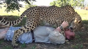 Man reunites with cheetah after a year apart