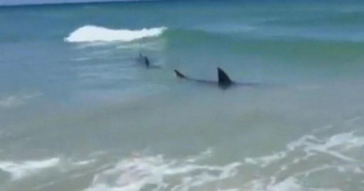 After string of shark attacks, are waters safe?