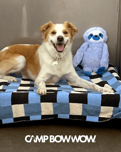 Don't settle for a sitter! Instead, experience the CampLife difference: The Camper Interview ✅ Camper Cams ✅ Attentive Camp Counselors ✅ Secure Cozy Cabins ✅ And nothing short of exceptional care. | Camp Bow Wow Monroe