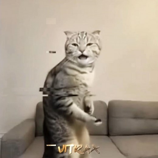 CAT SAVE BABY FROM BEAR 🥀 | CAT EDIT MEOW BOSS (SLOWED)