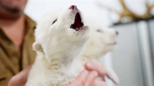 Biotech company says it has brought dire wolf back from extinction