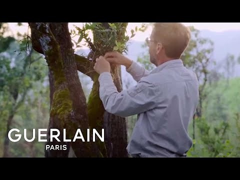 GUERLAIN | Orchidée Impériale: The Cream - The Orchidarium®