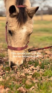 THIS ISNT THE UPDATE I WANTED TO HAVE TO GIVE.. Mindy is 25 years old. We saved her 7 days ago pregnant, thin, compromised, and already fighting pneumonia. Over the weekend, she aborted her baby. There is no easy way to say that. We were rooting for her. We were rooting for her foal. The veterinary team allowed Mindy to stay with her baby until she was ready to let go. No rushing. No force. Just space. Given Mindy’s age, her condition, and the physical stress pregnancy was putting on her body, t