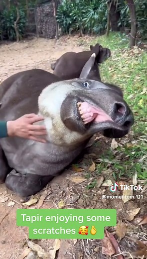 Momentum 111 on TikTok