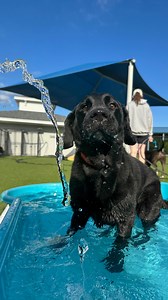 🩵🐾 Paws in the water, tail in the air! 🐾🩵 #mypetparadise #dogsofinstagram | Pet Paradise Mooresville