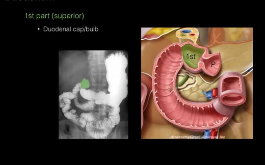 【消化系统解剖学】胃肠道概述 GI tract｜胃 十二指肠 空肠 回肠 升结肠 横结肠 降结肠 乙状结肠 直肠 肛门｜大网膜 小网膜｜屈氏韧带｜十二指肠分段