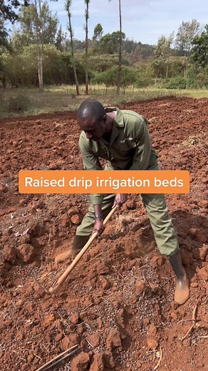 Improving Agriculture: Raised Drip Irrigation Beds & Crop Rotation