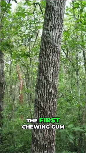 The Rise and History of Chewing Gum: From Chicle to a Global Sensation