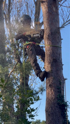 Tree Rangers !! Chunking down declining tree in a residential setting !! #team #stihl #work #storrington #teamwork #climping #arundel #felpham #elmer #aldwick | Tree Rangers