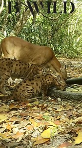 871K views · 26K reactions | #puma #mountainlion #peten #guatemala #bwild | BWILD | Facebook