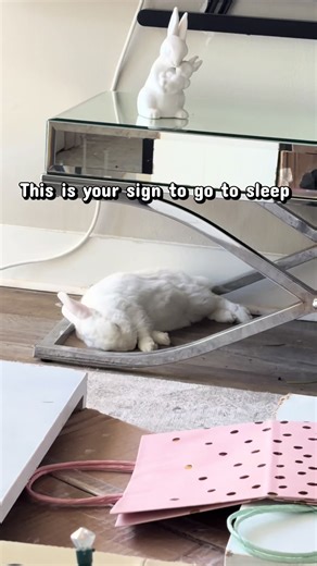 #bunny #rabbit #pet #animals #sleep