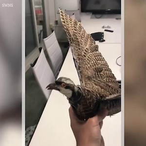 7K views · 27 reactions | Scientists create zombie drones from dead birds | The Sun | Facebook