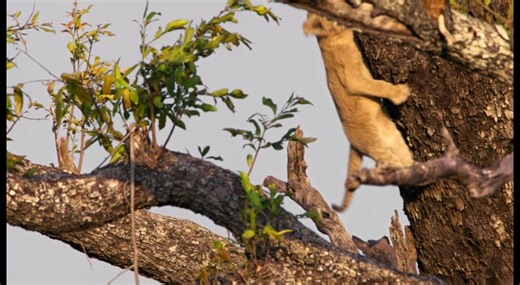 🐅 BIG CATS 24/7 airs tonight at 7pm on LPB-HD. As the season concludes, a new generation of big cats rises in the Okavango Delta. First-time lion mom Serami protects her cubs while Mathata steps up to feed the pride. Others return from their time away, and as Lediba’s cub grows in confidence, she vanishes. | Louisiana Public Broadcasting