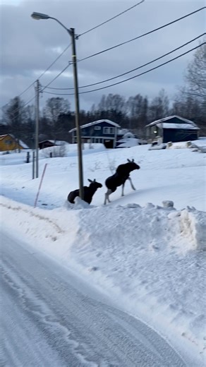 Be careful when driving in the arctic | Aurora Borealis Observatory