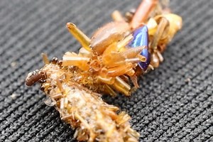 Meet the Cannibalistic Caterpillar That Dresses in the Bones of It's Prey