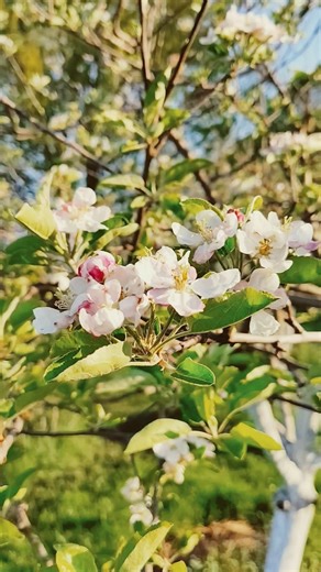 My Golden Delicious Apple Tree USDA 5b #gardening #backyardorchard #organicgardening