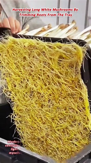 Harvesting Long White Mushrooms By Trimming Roots From The Tray