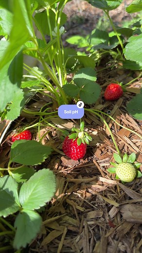 How to Test Soil pH for Your Garden | Digital Meter Guide
