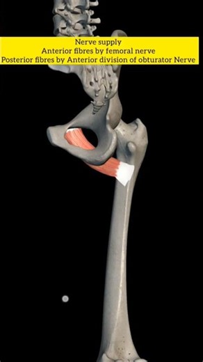 pectineus muscle anatomy