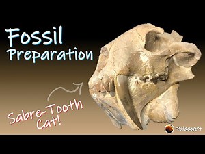 Finished Fossil Preparation - Sabre-tooth Cat Hoplophoneus (Complete video)