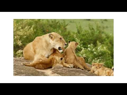 🦁 All About Lions for Children: Animal Safari Videos for Kids