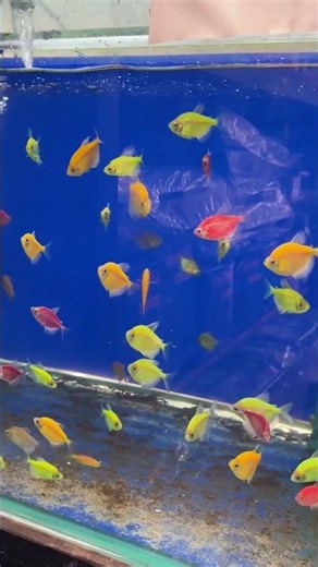 Candy Fish at LK House Fish Farm #aquarium