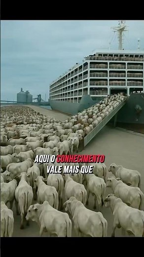 27,000 CATTLE ON BOARD: THE LARGEST CATTLE SHIPMENT IN HISTORY!