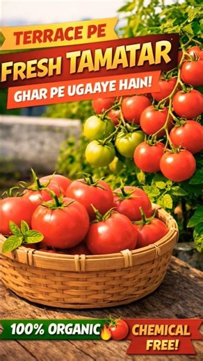 Terrace Pe Ugaye Fresh Tamatar 🍅 | 100% Organic 😍