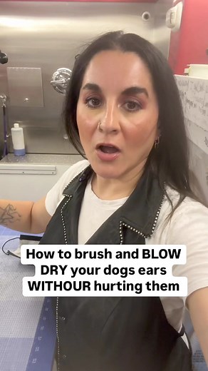 So many people tell me they have a hard time getting the dogs ears dried. Most dogs don’t like the dryer around their face because the noise is a bit louder closer to their ears than it is around their rear. I ALWAYS Start drying the dog at the rear and work my way to the head. This gives the dog enough time to adjust to the noise, feeling, and they’re able to relax a bit more. While drying the body you can also add a a happy hoodie on their ears to help soak up the water some which will decreas
