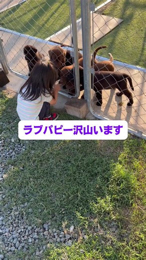 ラブラドールレトリバー#パピー#子犬#娘