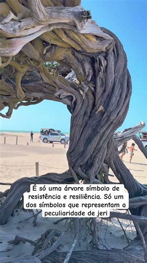 Árvore da preguiça na região de Prea - Jericoacoara