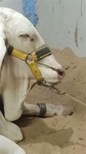 Eid Ul Adha Cow Qurbani 😍🐮 #shorts #BakraEid