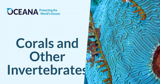Corals and Other Invertebrates | Oceana